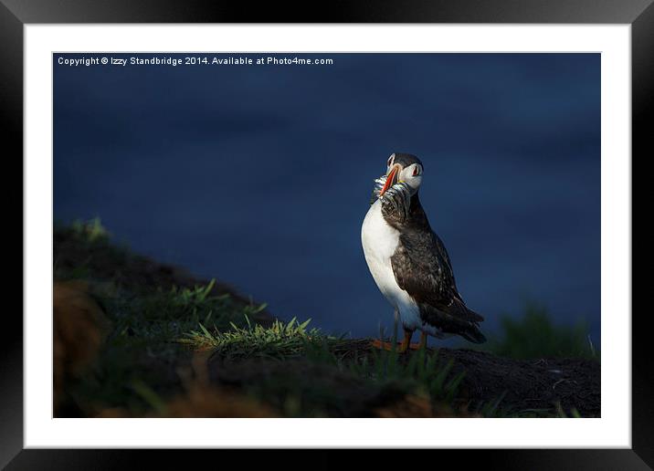 Puffin in the spotlight Framed Mounted Print by Izzy Standbridge