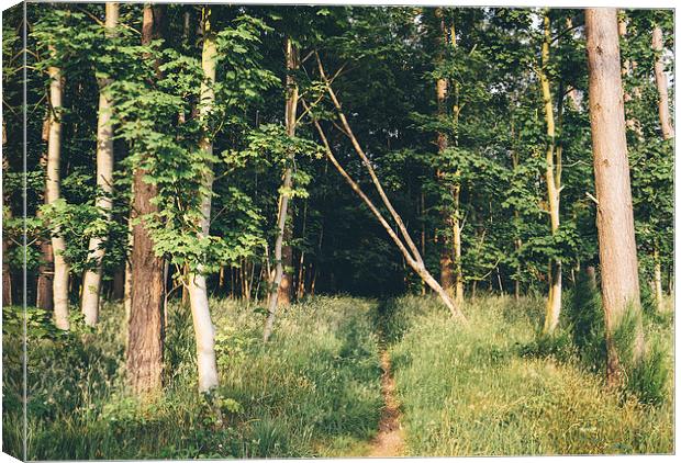 Path entering deciduous woodland. Canvas Print by Liam Grant