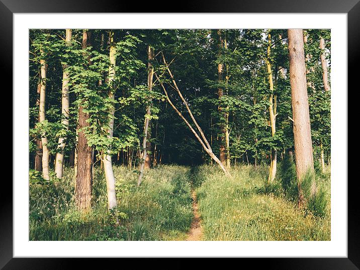 Path entering deciduous woodland. Framed Mounted Print by Liam Grant