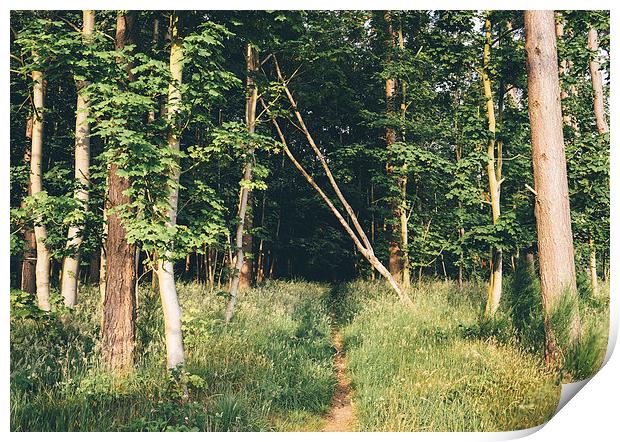 Path entering deciduous woodland. Print by Liam Grant