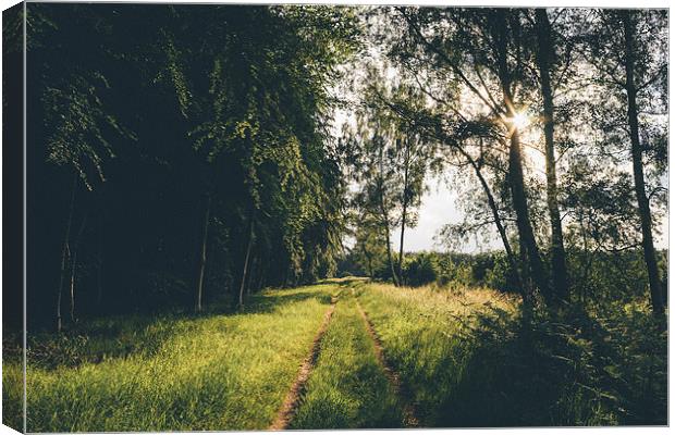 Sunset light over forestry track. Canvas Print by Liam Grant
