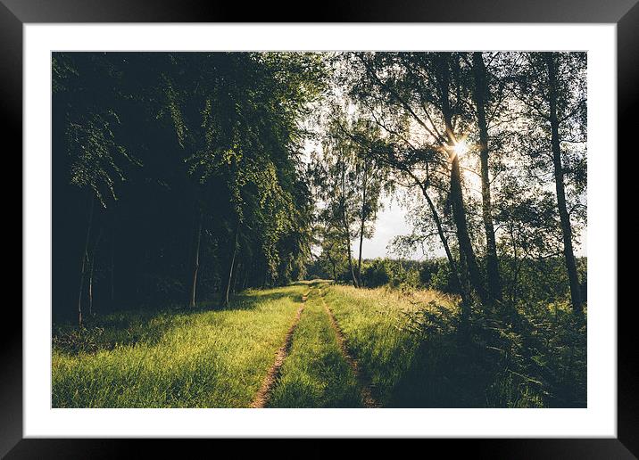 Sunset light over forestry track. Framed Mounted Print by Liam Grant