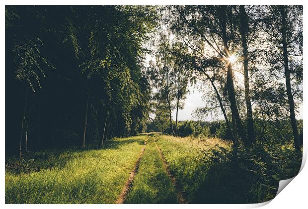 Sunset light over forestry track. Print by Liam Grant