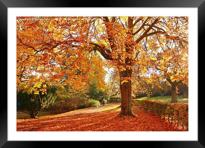 Wonderful autumnal scene in the park of Falkirk, S Framed Mounted Print by Malgorzata Larys