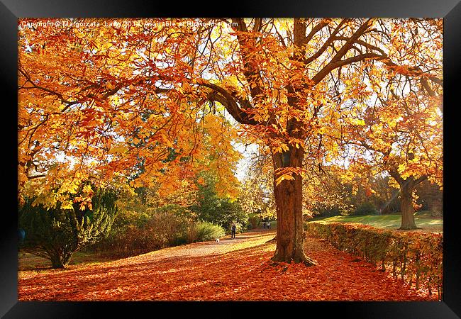Wonderful autumnal scene in the park of Falkirk, S Framed Print by Malgorzata Larys
