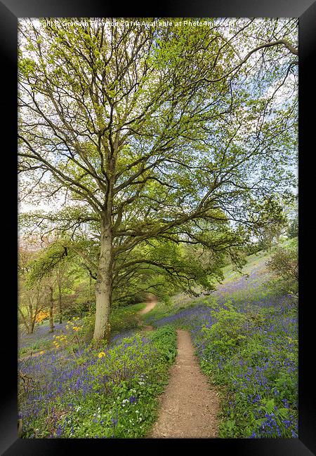 Springtime Walk Framed Print by Graham Prentice