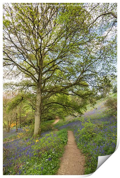 Springtime Walk Print by Graham Prentice