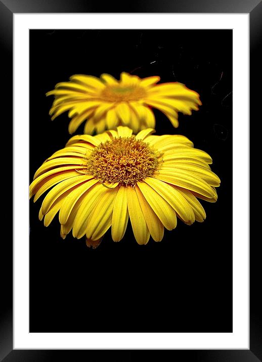 Sunflower Framed Mounted Print by sylvia scotting