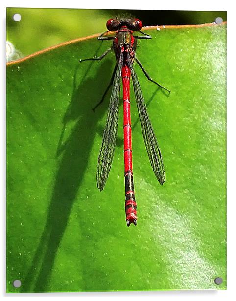 Red Damselfly Acrylic by Wayne Usher