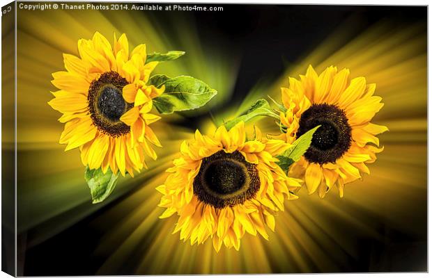 Sunflower explosion Canvas Print by Thanet Photos