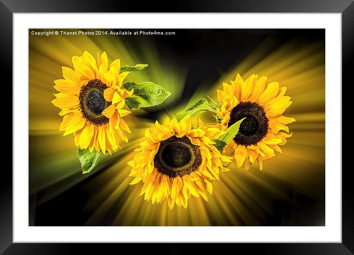 Sunflower explosion Framed Mounted Print by Thanet Photos