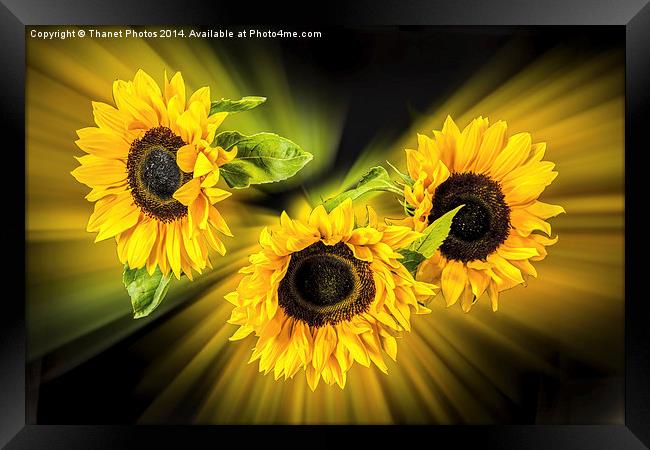 Sunflower explosion Framed Print by Thanet Photos