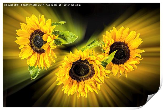 Sunflower explosion Print by Thanet Photos