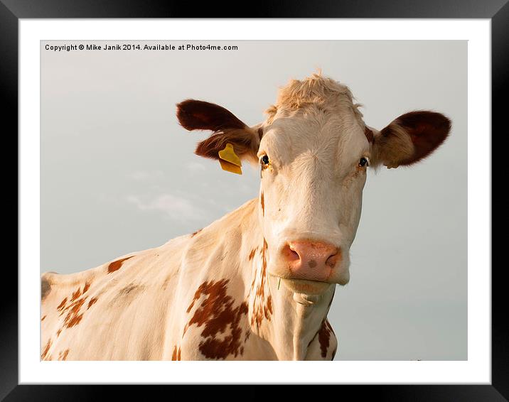 Curious Cow Framed Mounted Print by Mike Janik