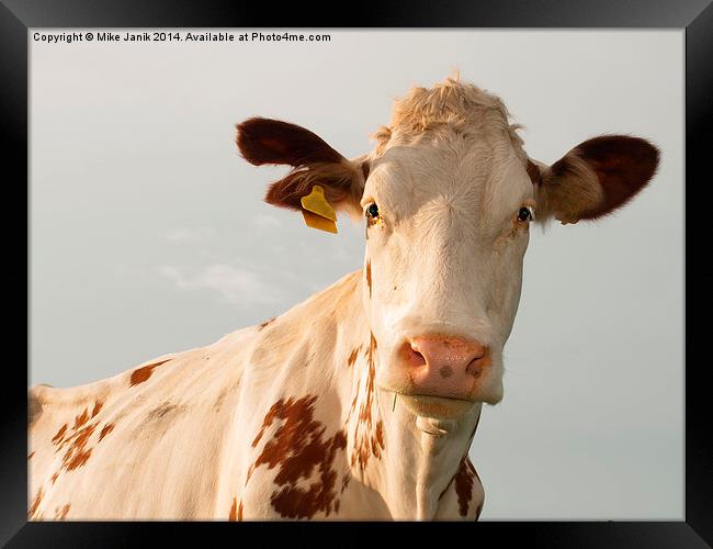 Curious Cow Framed Print by Mike Janik