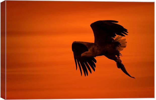 Eagle Silhouette Canvas Print by Natures' Canvas: Wall Art  & Prints by Andy Astbury