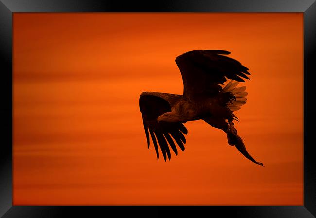 Eagle Silhouette Framed Print by Natures' Canvas: Wall Art  & Prints by Andy Astbury