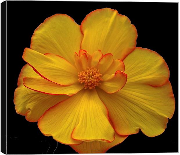 Yellow Flower Canvas Print by sylvia scotting