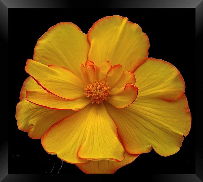 Yellow Flower Framed Print by sylvia scotting