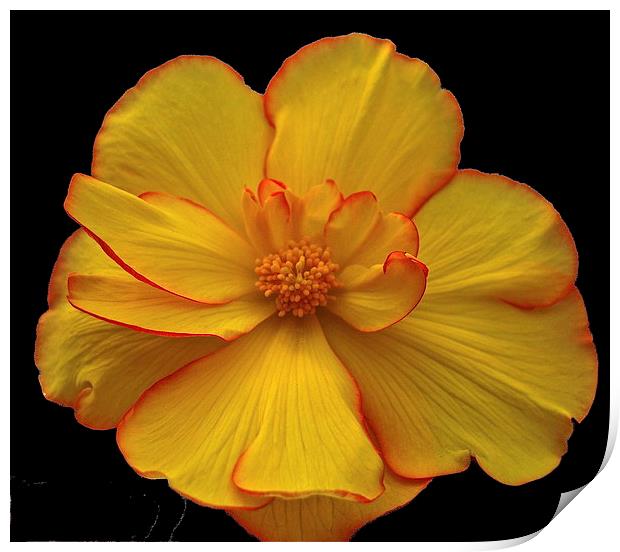 Yellow Flower Print by sylvia scotting