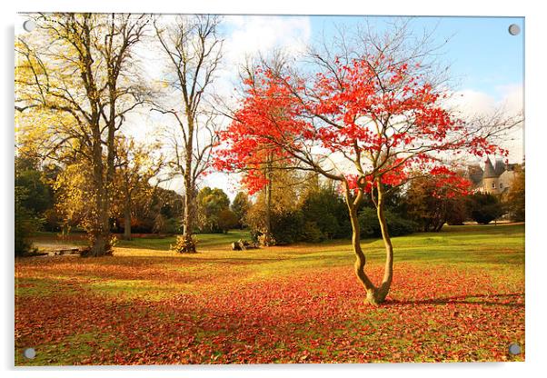 Wonderful autumnal scene in the park of Falkirk, Scotland Acrylic by Malgorzata Larys