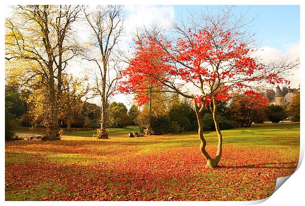 Wonderful autumnal scene in the park of Falkirk, Scotland Print by Malgorzata Larys