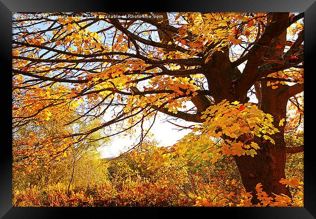 Beautiful Autumnal maple. Motherwell Park, Scotlan Framed Print by Malgorzata Larys