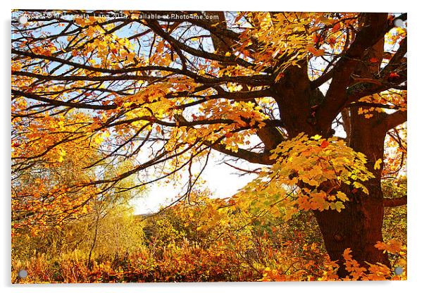 Beautiful Autumnal maple. Motherwell Park, Scotlan Acrylic by Malgorzata Larys