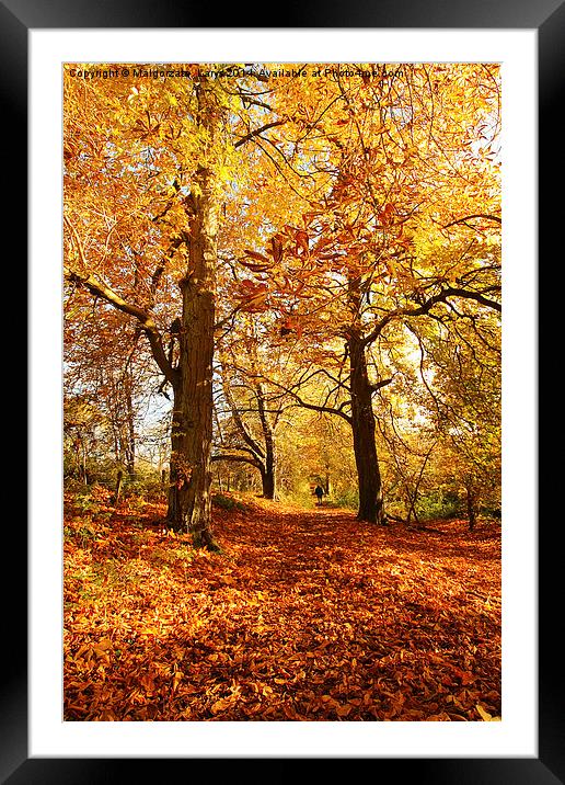 Beautiful Autumn in the Park of Motherwell, Scotla Framed Mounted Print by Malgorzata Larys