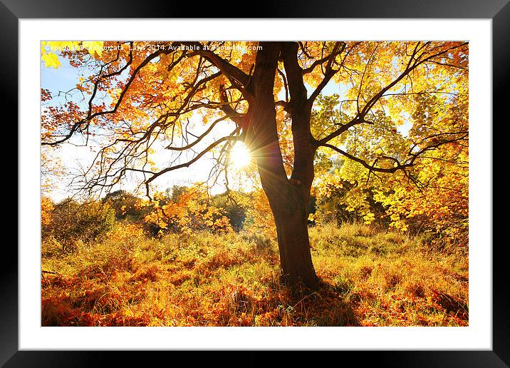 Beautiful Autumn in the Park, Scotland  Framed Mounted Print by Malgorzata Larys