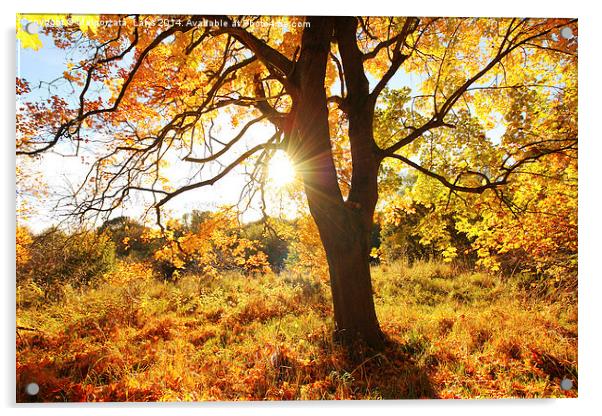 Beautiful Autumn in the Park, Scotland  Acrylic by Malgorzata Larys