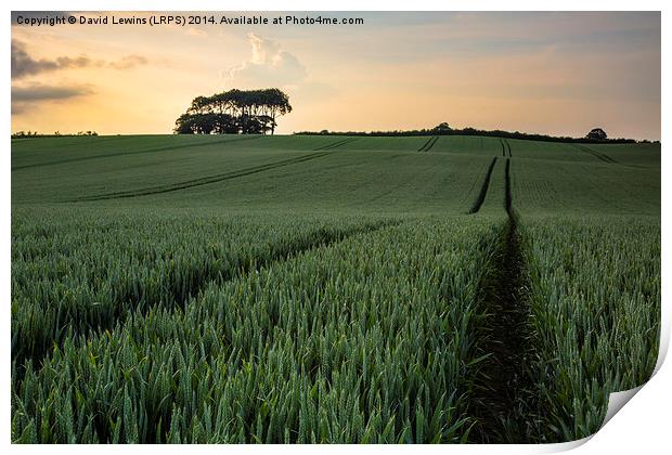 Cornfield Sunset Print by David Lewins (LRPS)