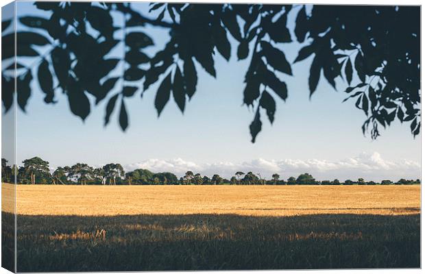 Evening light over field of barley. Canvas Print by Liam Grant