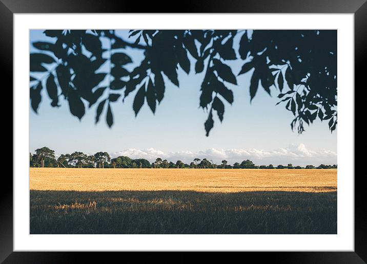Evening light over field of barley. Framed Mounted Print by Liam Grant