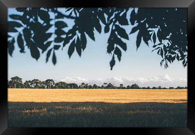 Evening light over field of barley. Framed Print by Liam Grant