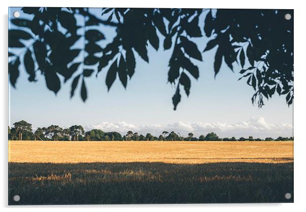 Evening light over field of barley. Acrylic by Liam Grant