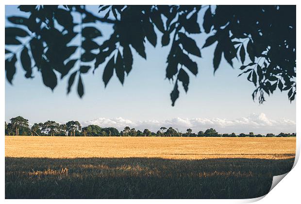 Evening light over field of barley. Print by Liam Grant