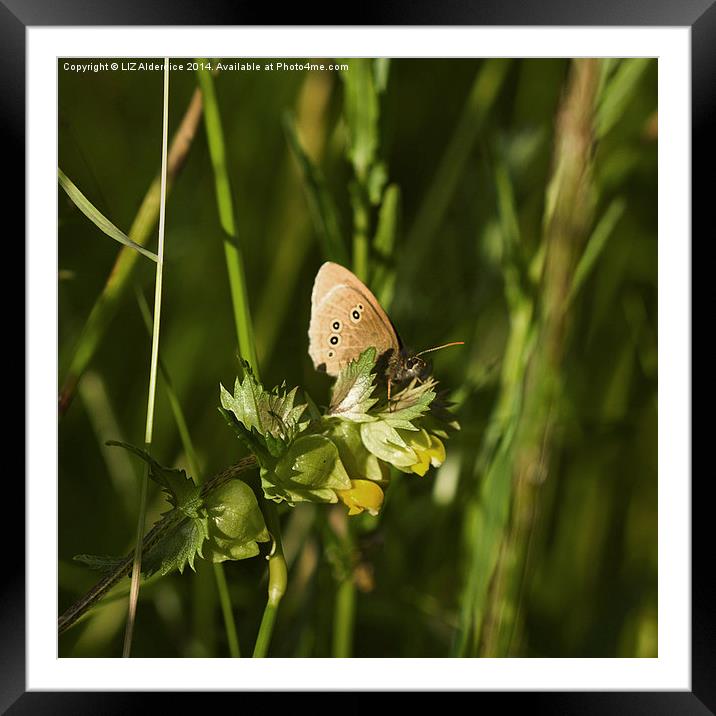 Ringlet Butterfly on Yellow Rattle Framed Mounted Print by LIZ Alderdice