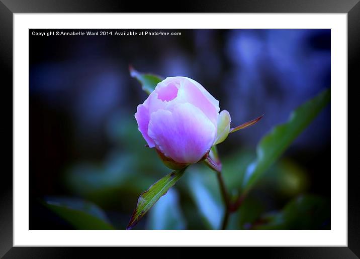 Dainty Pink Flower. Framed Mounted Print by Annabelle Ward