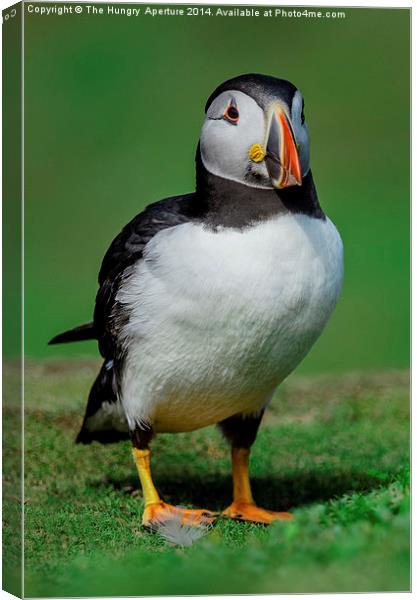 Posin Puffin Canvas Print by Stef B