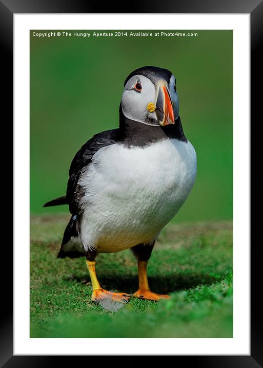 Posin Puffin Framed Mounted Print by Stef B