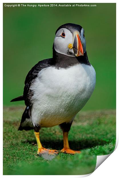 Posin Puffin Print by Stef B