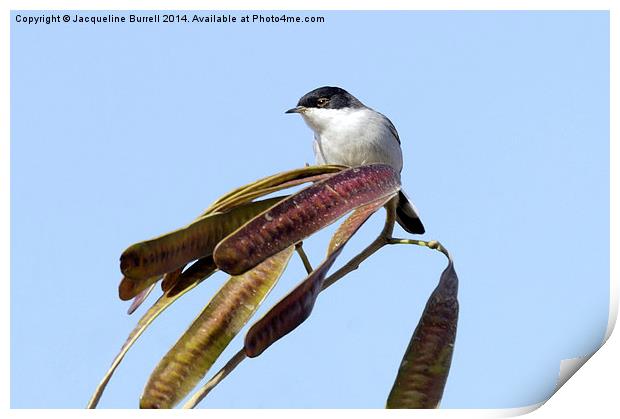 Male Sardinian Warbler Print by Jacqueline Burrell