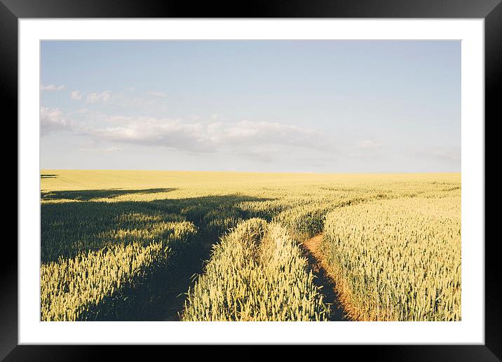 Track through wheat field. Framed Mounted Print by Liam Grant