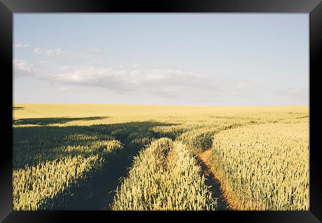 Track through wheat field. Framed Print by Liam Grant