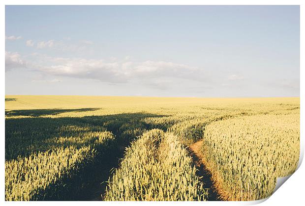 Track through wheat field. Print by Liam Grant