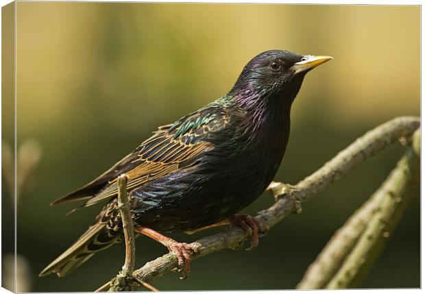 The Stunning Starling Canvas Print by Sue Dudley