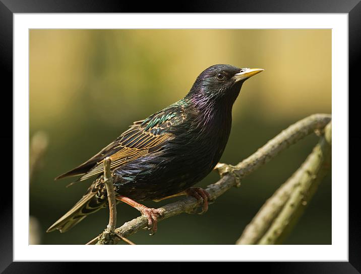 The Stunning Starling Framed Mounted Print by Sue Dudley