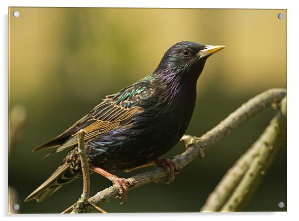 The Stunning Starling Acrylic by Sue Dudley