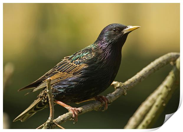The Stunning Starling Print by Sue Dudley